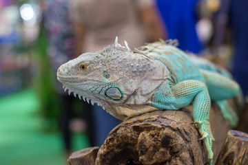 Fototapeta premium A lizard on the island,.chameleon.