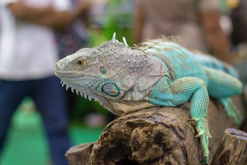 A lizard on the island,.chameleon.