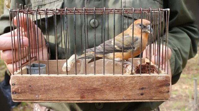 Fowler holds cage with crossbill

