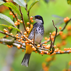 Fototapeta premium Scaly-breasted Bulbul Bird