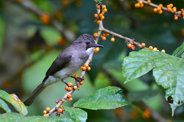 Cinereous Bulbul Bird