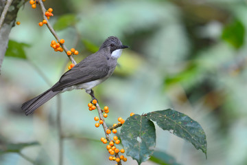 Cinereous Bulbul Bird