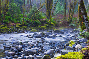 Old growth rain forest in Holland Creek trail in Ladysmith, Vancouver Island, British Columbia, Canada