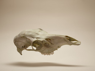 Sheep Skull