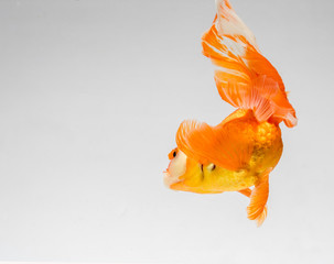 Goldfish isolate on a gray background