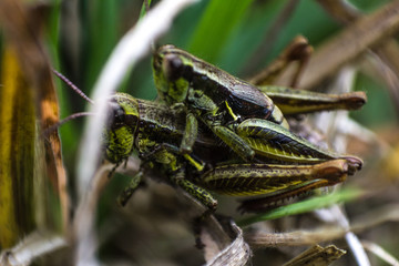 grasshopper