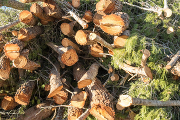 Stack of timber
