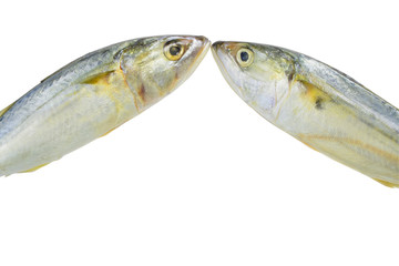 Fresh mackerel isolated on white background with clipping path.