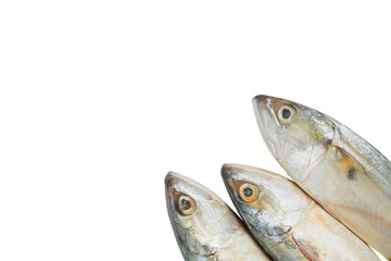 Fresh mackerel isolated on white background with clipping path.