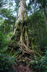 Huge old tree trunk in a tropical rainforest of Panama