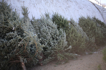 Christmas Trees for Sale at a Road Side Tree Stand - Already Cut