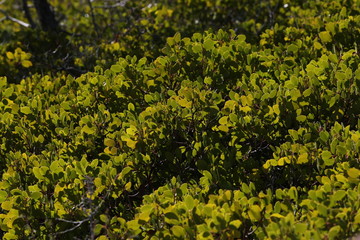 Green bushes in America