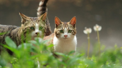 不思議そうに見つめるねこ（16：9）　Cats stare curiously (Stray cats)