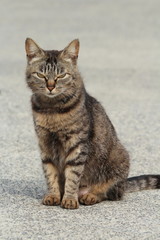 不機嫌なねこ（野良猫）　Cat is in a bad mood (Stray cat)