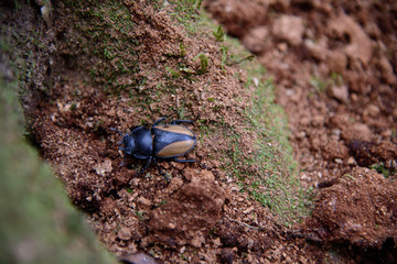 soil beetle