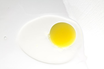 sprouting egg, yolk and protein on a white background