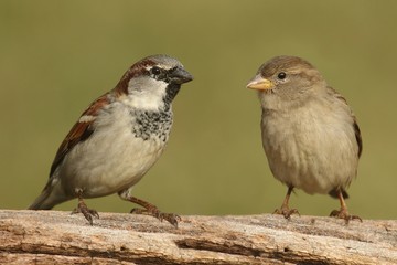 Pair of House Sparrows (Passer domesticus)