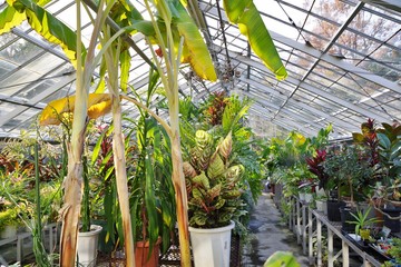 温室で育てられる熱帯植物