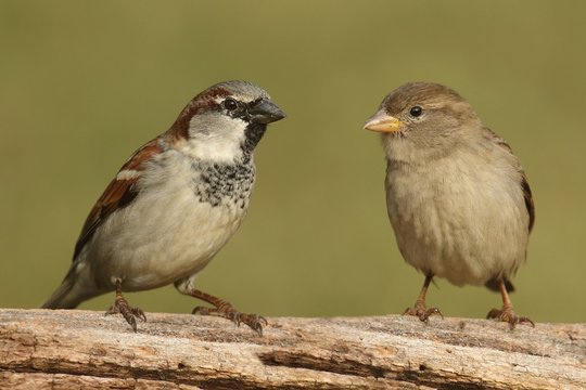 Pair Of House Sparrows (Passer Domesticus)