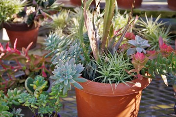 多肉植物の寄せ植え