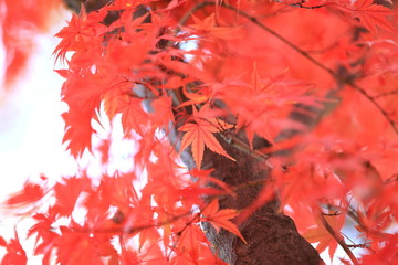 美しい晩秋の紅葉
