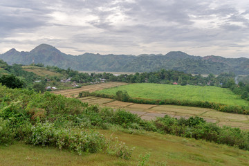 rice farm at Capas , Philippines