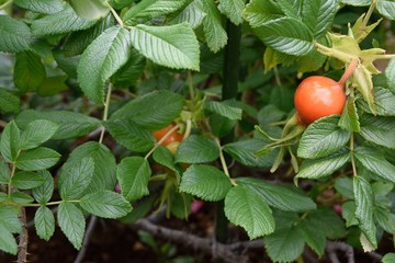 ロサ・ルゴーサ・スカブローサ Scabrosa