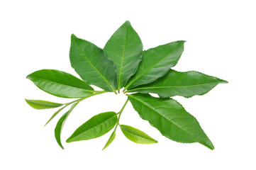 green tea leaf