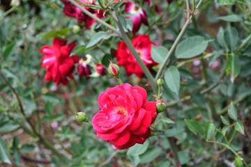 センパフローレンス 鮮やかなバラの花