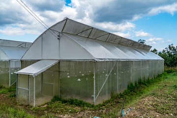 Row of Greenhouse