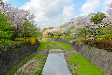 Cherry trees along the dry canal at Showa Kinen Koen(Showa Memorial Park),Tachikawa,Tokyo,Japan in spring.