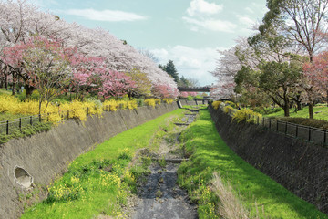 Fototapeta na wymiar Cherry trees along the dry canal at Showa Kinen Koen(Showa Memorial Park),Tachikawa,Tokyo,Japan in spring.