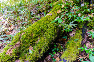 Fototapeta premium Moss on logs in Kew Mae Pan Nature Trail Trekking trail leading through jungle