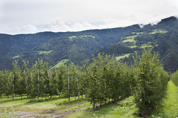 Fototapeta na wymiar View landscape of mountain and Oetztal tiroler village with Apple farm