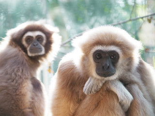 A male lar gibbon ape, Hylobates lar, is sitting with armes crossed and head rested on his knees, in a pensive or sad pose. His mother is on the background. A monkey has black snout and brown hair.