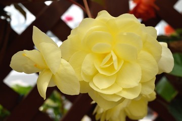 レモンイエローのベゴニア 花アップ