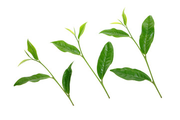 green tea  isolated on white