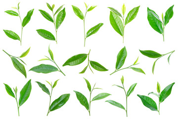 collection of green tea leaf