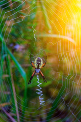 Spider garden-spider Araneus type of spider araneomorphae from the spider family
