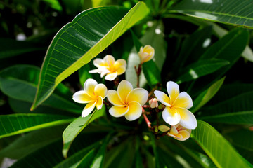 Fototapeta na wymiar White and yellow frangipani flowers, Plumeria