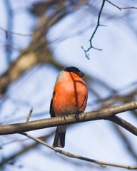 Red-colored Male of Eurasian Bullfinch, Pyrrhula pyrrhula, close-up portrait on branch with bokeh background, selective focus, shallow DOF