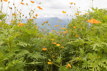 Phu Pa Por with yellow flowers a new tourist attraction of the province are located in the Pha Wai village, Puan Phu. Nong Hin District, Loei, Thailand