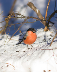 Red-colored Male of Eurasian Bullfinch, Pyrrhula pyrrhula, close-up portrait on snow, selective focus, shallow DOF