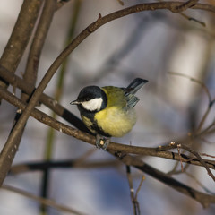 Great tit, Parus Major, close-up portrait on branch with bokeh background, selective focus, shallow DOF