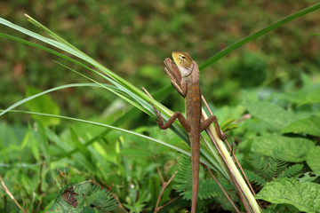 Lizard in a comfortable position in the garden.