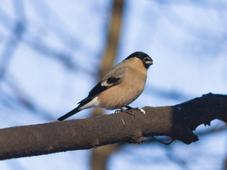 Brown Female of Eurasian Bullfinch, Pyrrhula pyrrhula, close-up portrait on branch with bokeh background, selective focus, shallow DOF