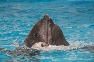 dolphin