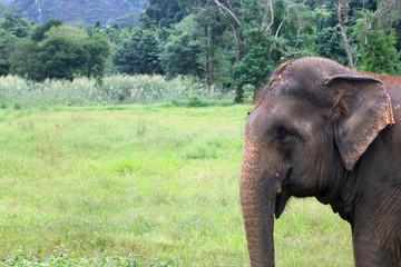 Asiatic elephant in the wild with forest and mountain background.