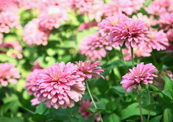 Pink Chrysanthemum