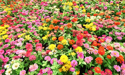 Obraz premium Colorful Chrysanthemum